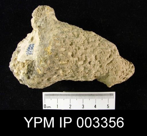 Tremadictyon rugatum