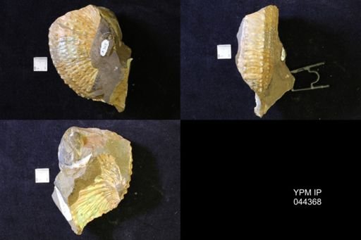 Jeletzkytes nebrascensis
