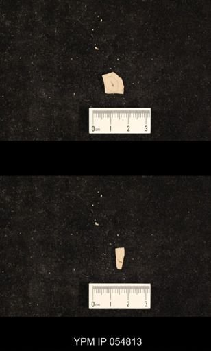 undet. Hexapoda