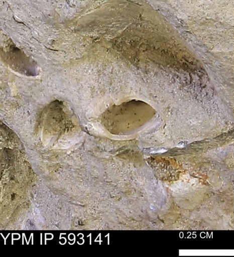 Protocardia?