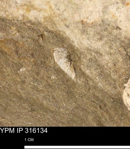undet. Bivalvia