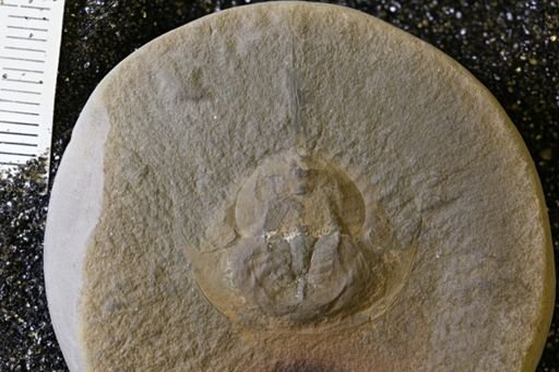 Euproops danae
