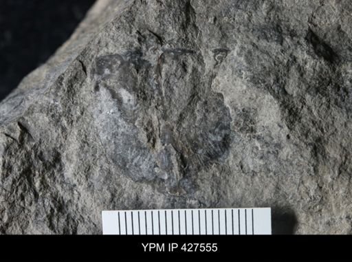 undet. Strophomenidae