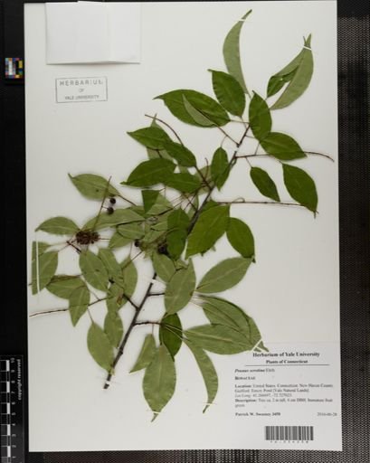 Prunus serotina