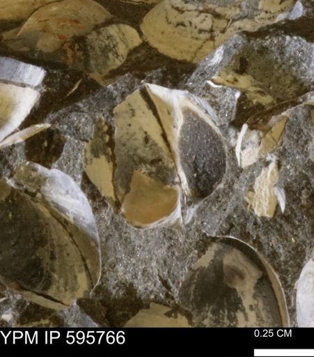 Protocardia sp.