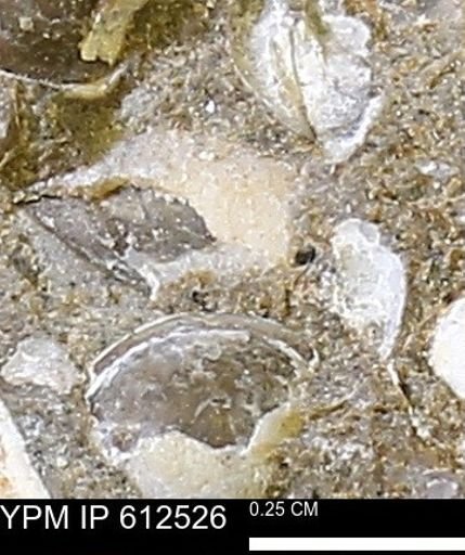 Protocardia sp.