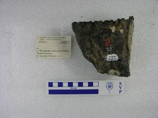 Mammuthus sp.