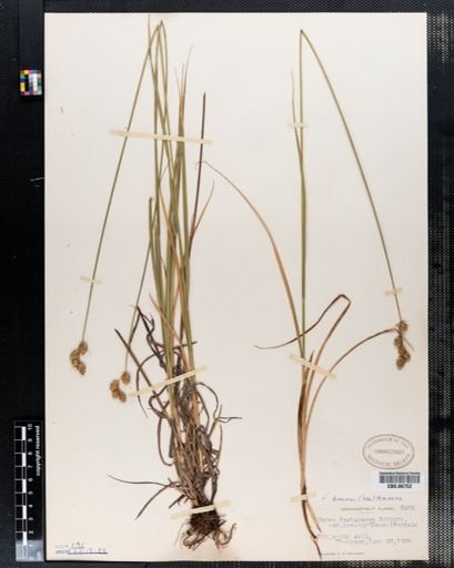 Carex festucacea