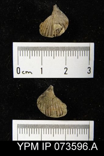Camarotoechia perryvillensis