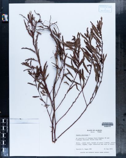 Cassia nictitans