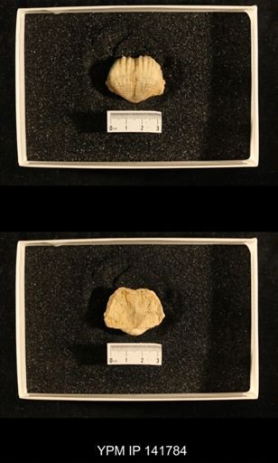 Productus (Dictyoclostus) indicus