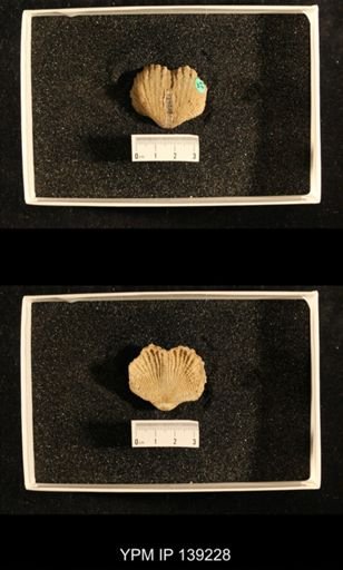 Productus (Dictyoclostus) indicus
