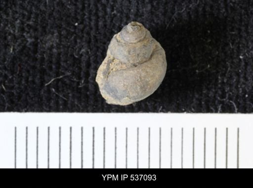 Viviparus montanaensis