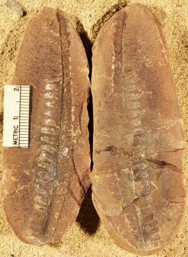 Pecopteris sp.