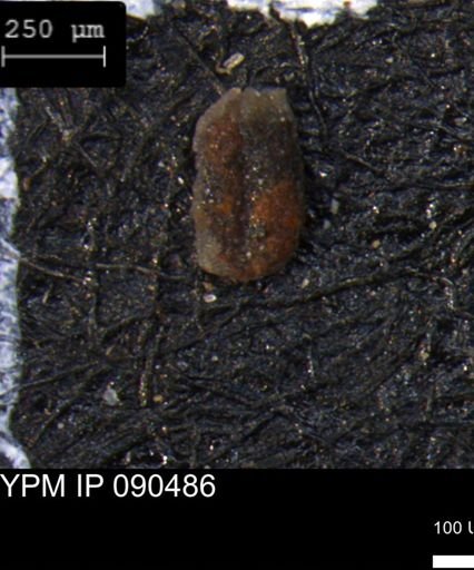 Miliammina manitobensis