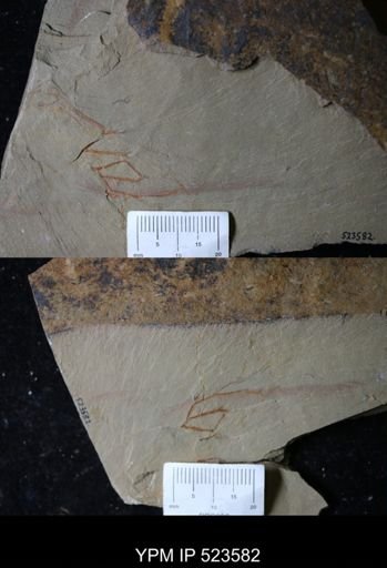 undet. Graptolithina