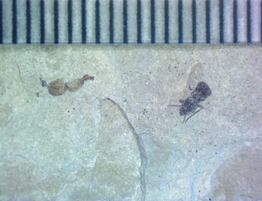 undet. Diptera
