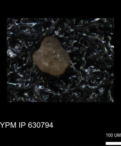 undet. Globigerinina