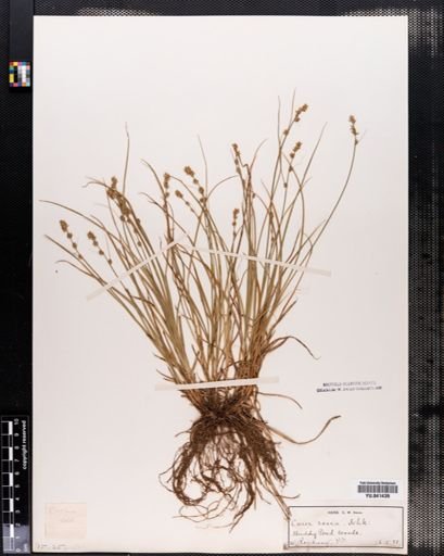 Carex rosea