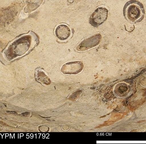 Serpulidae
