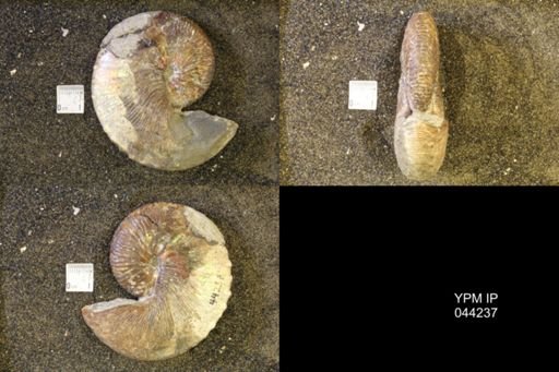 Hoploscaphites comprimus