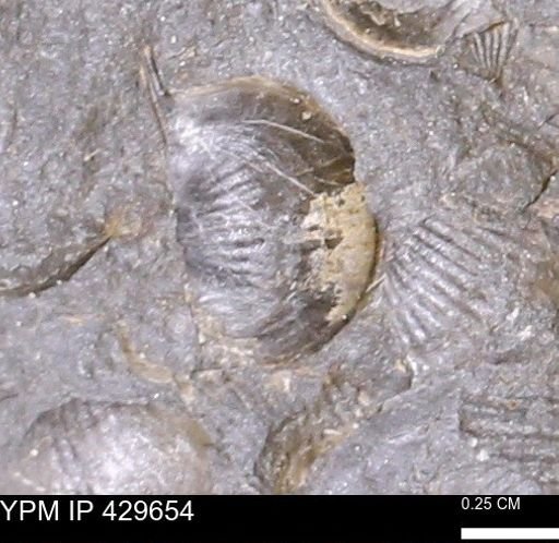 Devonochonetes