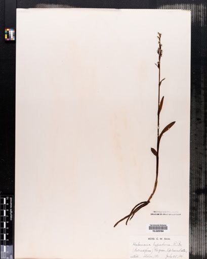 Habenaria