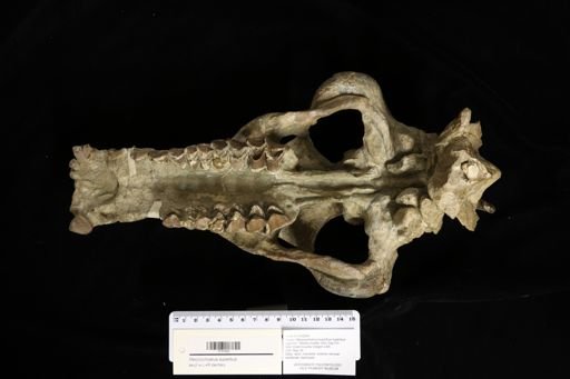 Promerycochoerus lulli