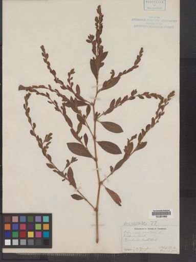 Polygonum erectum