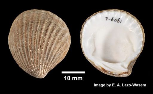 Cyclocardia borealis