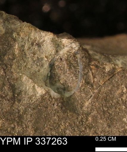 undet. Bivalvia