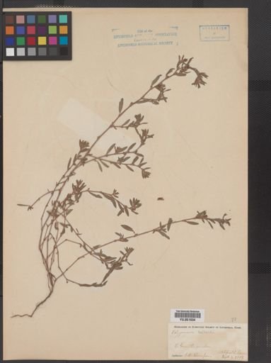 Polygonum bellardi