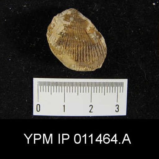 Linoproductus cora