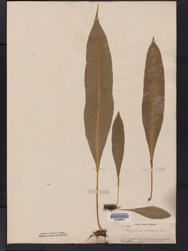 Polypodium