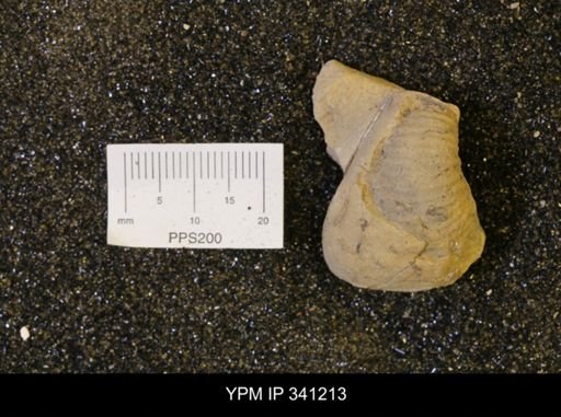undet. Scaphitidae