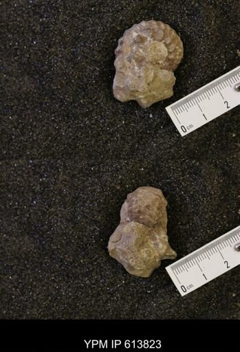 Neogastroplites sp.
