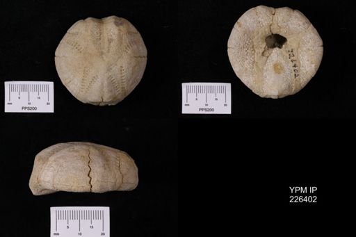 Echinocardium orthonotum