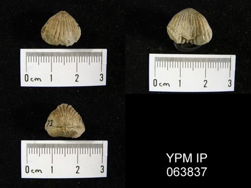 Trigonirhynchia tennesseensis