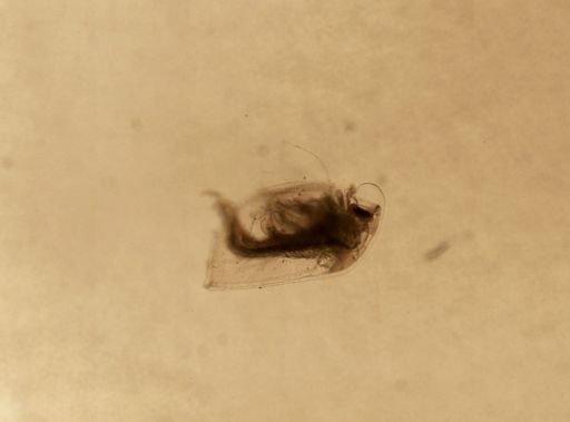 Daphnia pulex