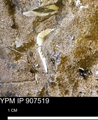 undet. Mollusca