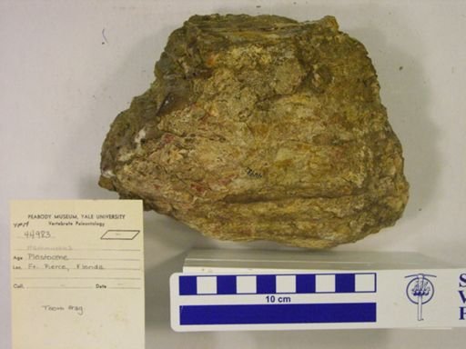 Mammuthus sp.