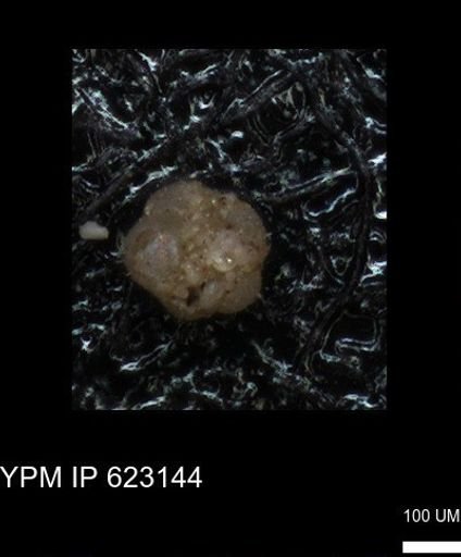 undet. Foraminiferida