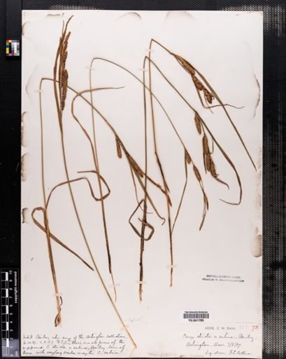 Carex