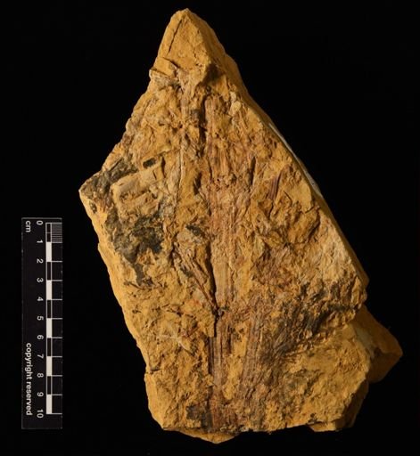 Neocalamites sp.