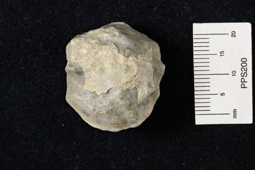 Meekella striatocostata