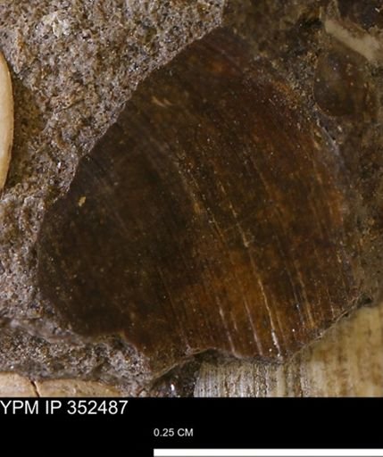 undet. Bivalvia