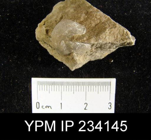 Marginifera wabashensis