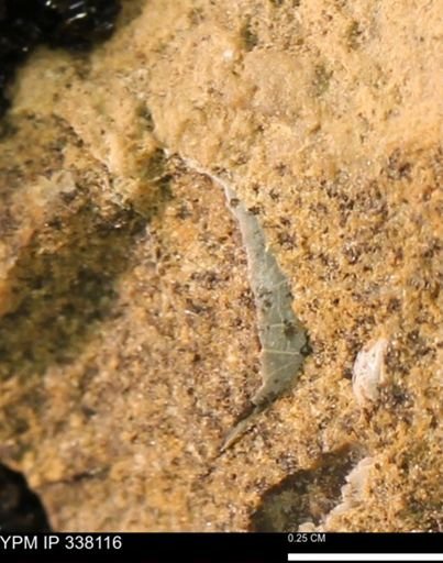 undet. Bivalvia
