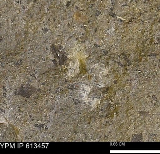 Scaphites sp.