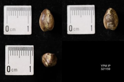 Dielasma sp.